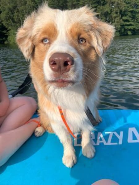 TRAVIS SUCHT ERFAHRENE HUNDEMENSCHEN