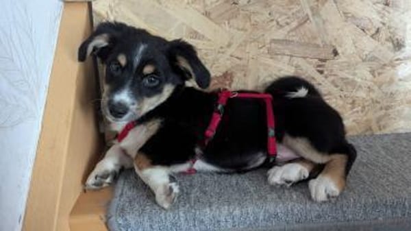 Kleine Polly🌺sucht liebevolles Zuhause