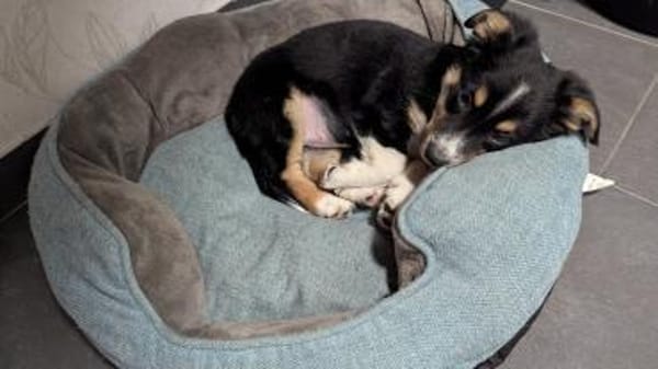 Kleine Polly🌺sucht liebevolles Zuhause