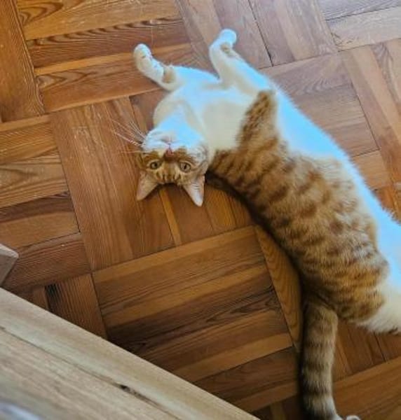 Süßer Entdecker Honey