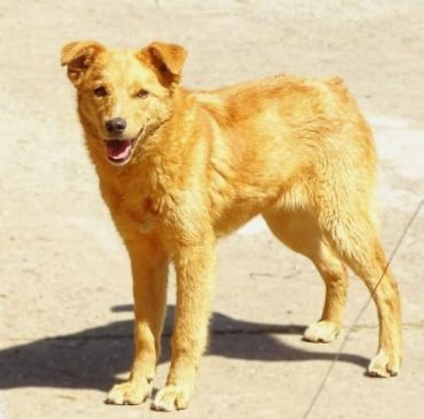 MEGGY sucht Koerbchen