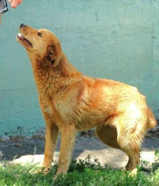 MEGGY sucht Koerbchen