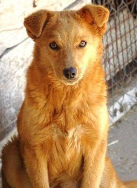 MEGGY sucht Koerbchen