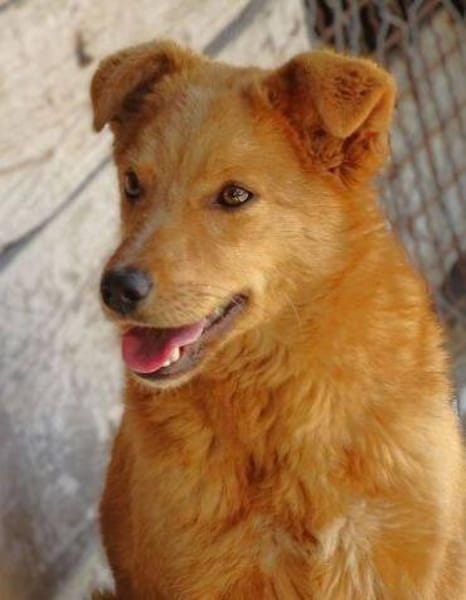 MEGGY sucht Koerbchen