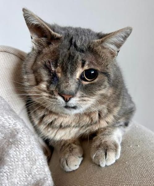 Lucky  ein tapferer Kater sucht