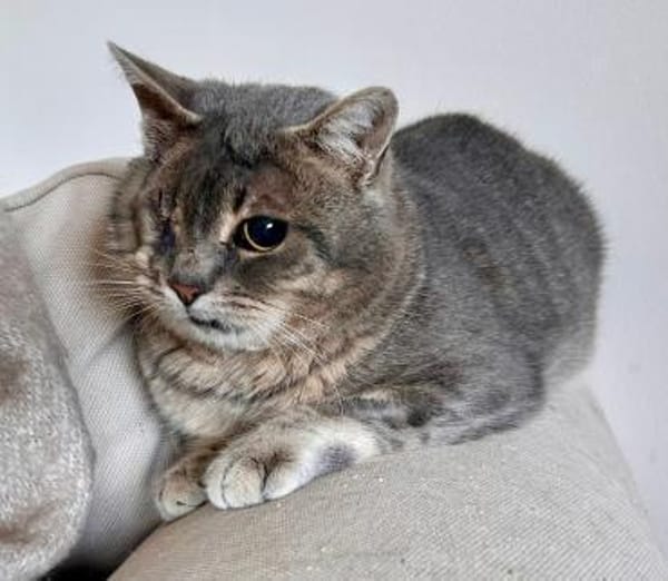 Lucky  ein tapferer Kater sucht