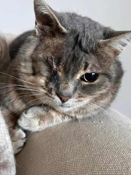 Lucky  ein tapferer Kater sucht