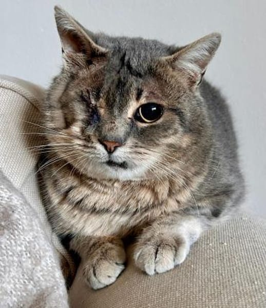 Lucky  ein tapferer Kater sucht