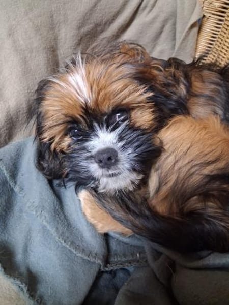 COOKIE - wie wär's mit Lieblingshund?