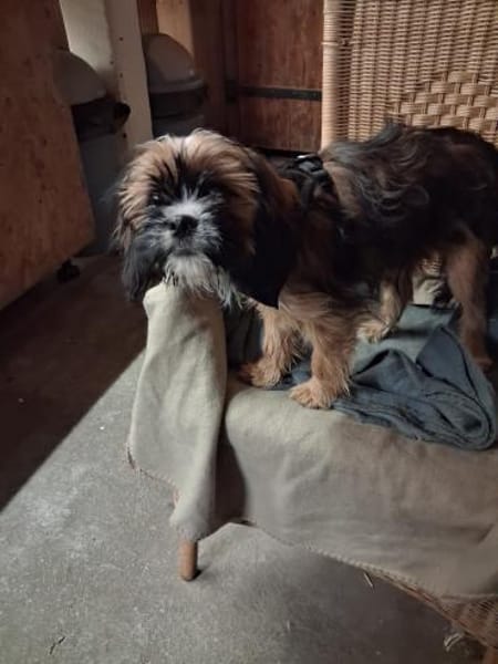 COOKIE - wie wär's mit Lieblingshund?