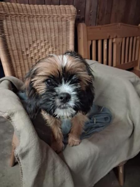 COOKIE - wie wär's mit Lieblingshund?