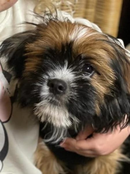 COOKIE - wie wär's mit Lieblingshund?