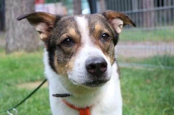 Bobby, sensibel su. ruhiges Zuhause