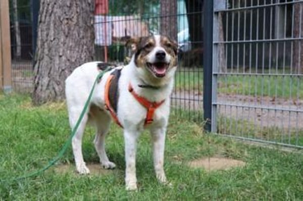 Bobby, sensibel su. ruhiges Zuhause