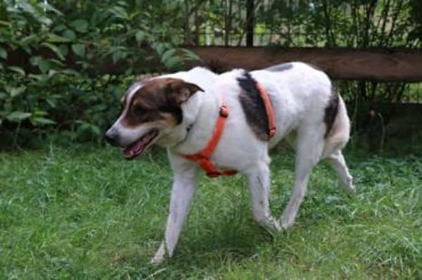 Bobby, sensibel su. ruhiges Zuhause