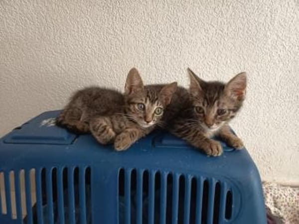 Liebe Katzenbrüder Pum und Pin