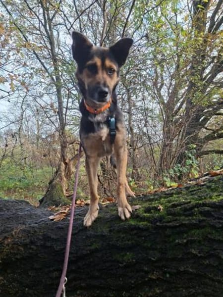 Pukki Herz auf 4 Pfoten