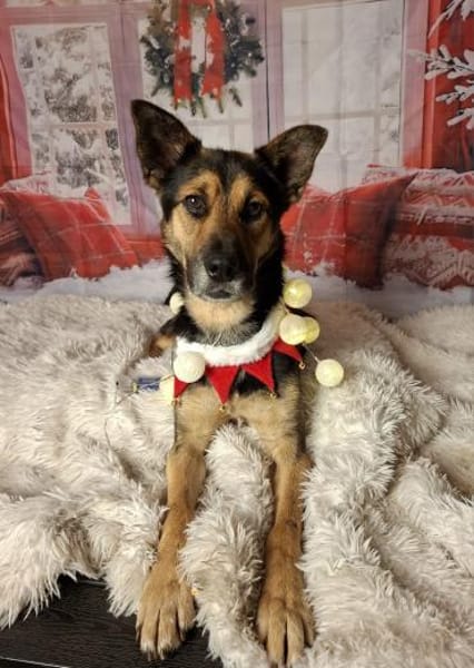 Pukki Herz auf 4 Pfoten