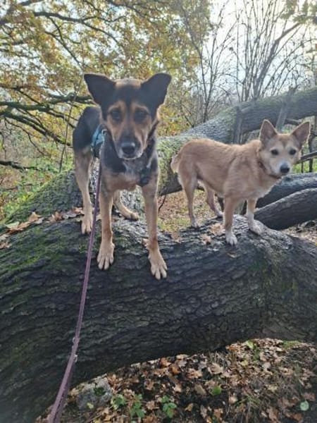 Pukki Herz auf 4 Pfoten