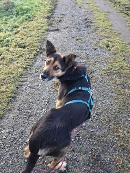 Pukki Herz auf 4 Pfoten