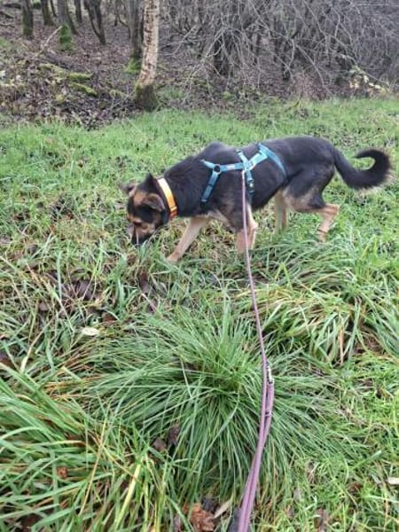 Pukki Herz auf 4 Pfoten