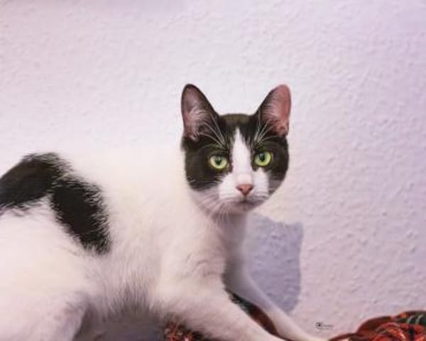 Pia sucht Kuschelplatz