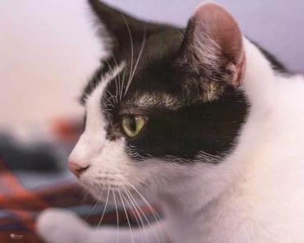 Pia sucht Kuschelplatz