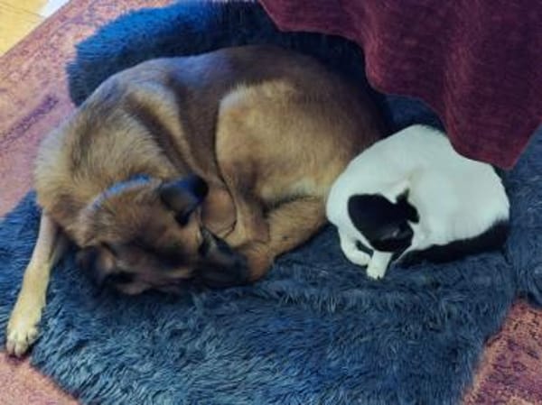 Pia sucht Kuschelplatz