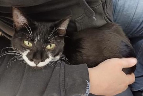 Klelia, verspieltes Katzenmädchen, 1J