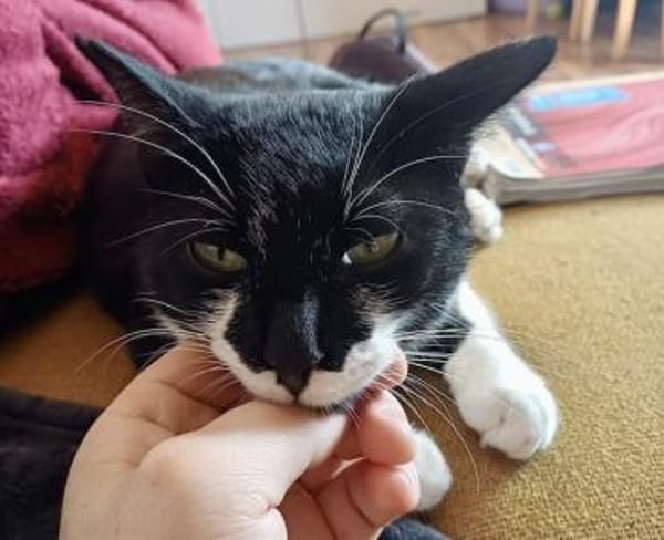 Klelia, verspieltes Katzenmädchen, 1J