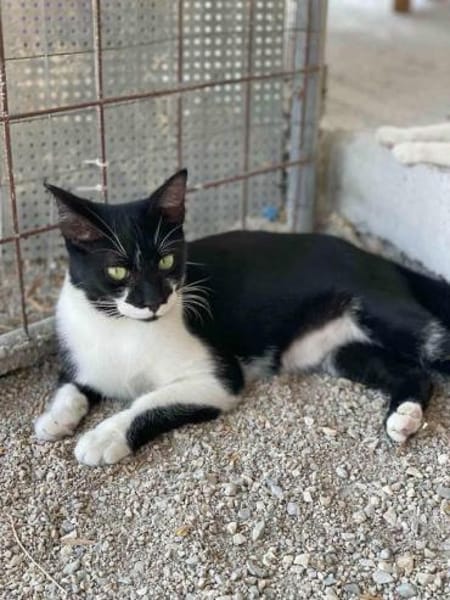 Klelia, verspieltes Katzenmädchen, 1J