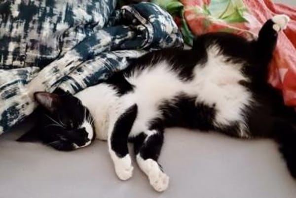 Klelia, verspieltes Katzenmädchen, 1J