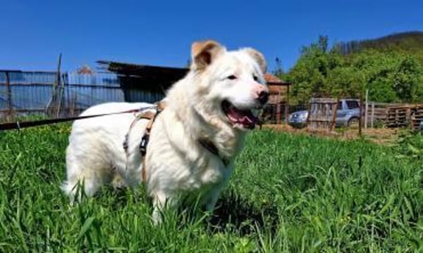 Sanfter Riese Denny sucht ein Zuhause