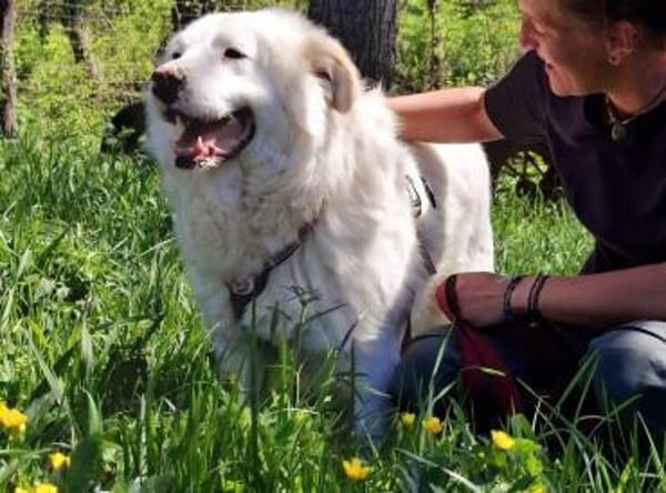 Sanfter Riese Denny sucht ein Zuhause