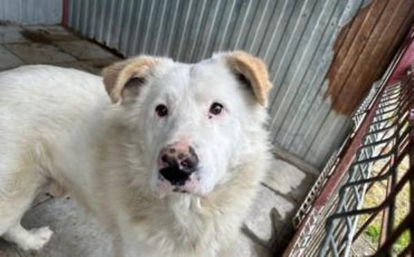 Sanfter Riese Denny sucht ein Zuhause