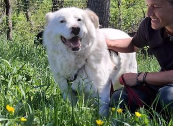 Sanfter Riese Denny sucht ein Zuhause