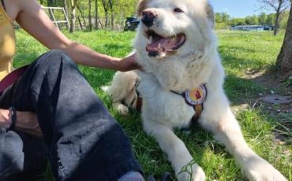 Sanfter Riese Denny sucht ein Zuhause