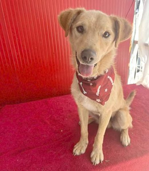 ❤liebenswerter FRENKI erlebte die Hölle