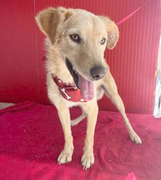 ❤liebenswerter FRENKI erlebte die Hölle