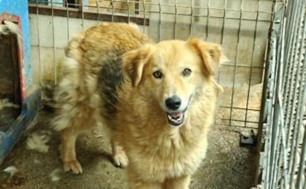 Chani - wartet auf ihre Herzensmenschen