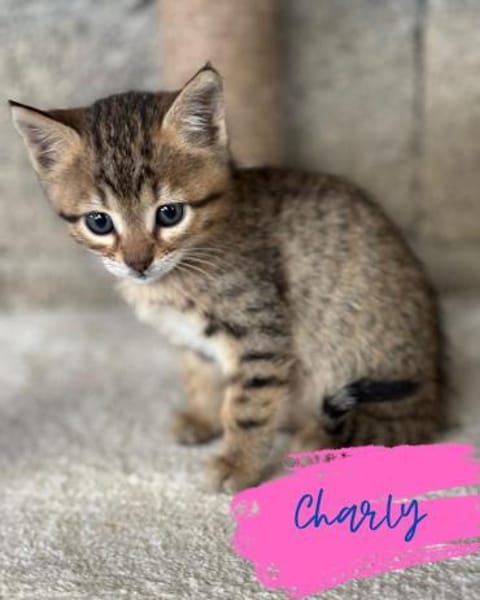 Charly sucht seinen Dosenöffner