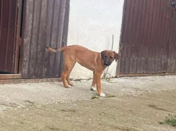 Lolly wartet schon auf dich