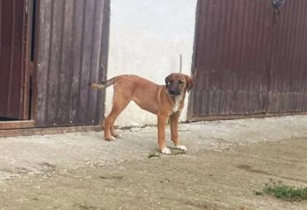 Lolly wartet schon auf dich