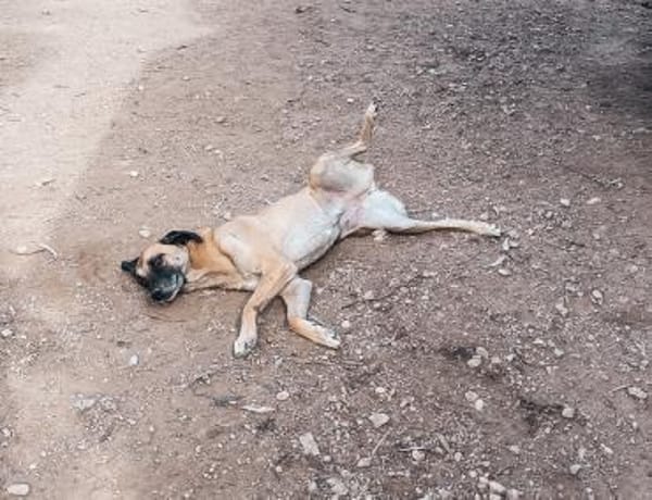 Calotta will auftauen