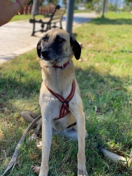 Calotta will auftauen