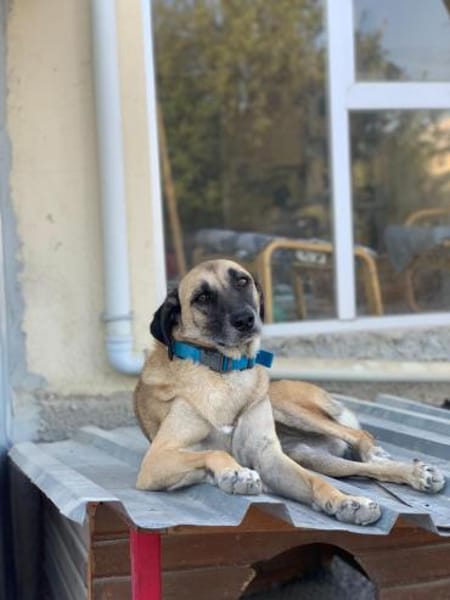 Calotta will auftauen