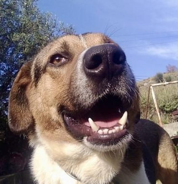 Kiwi ist liebenswert und freundlich