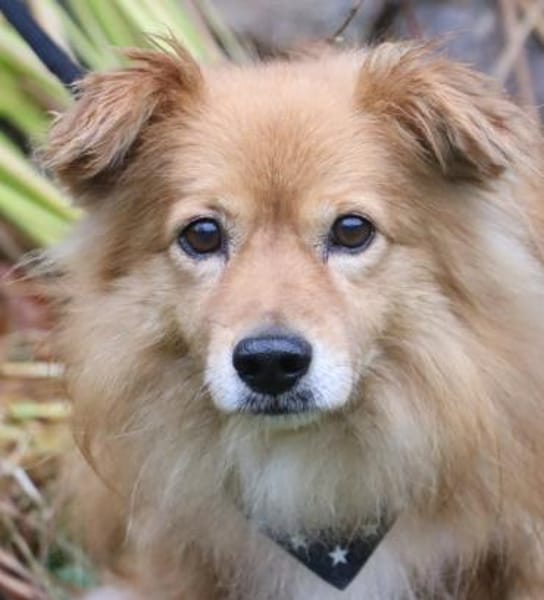 Rico - wünscht sich ein Zuhause