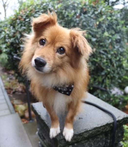 Rico - wünscht sich ein Zuhause