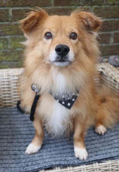 Rico - wünscht sich ein Zuhause